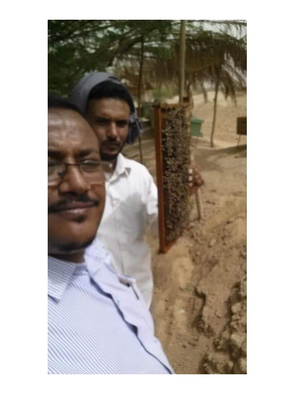 Miel de Sidr du Yemen Royal Maliki ( miel de jujubier )  500 gr